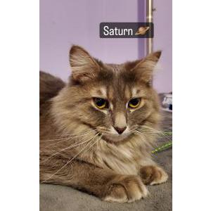 Lost Cat Saturn