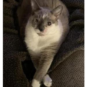 Image of Nyxi, Lost Cat