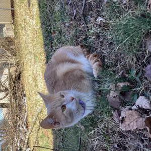 Image of Fidget, Lost Cat
