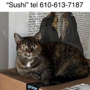 Lost Cat Sushi