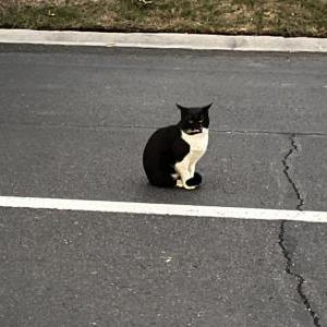 Found Cat Unknown