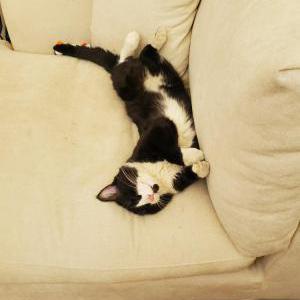 Lost Cats In Littleton Co Lost My Kitty