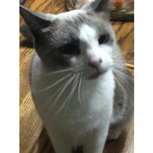 Image of Neener, Lost Cat
