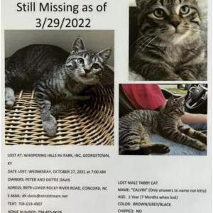 Lost Cat Calvin