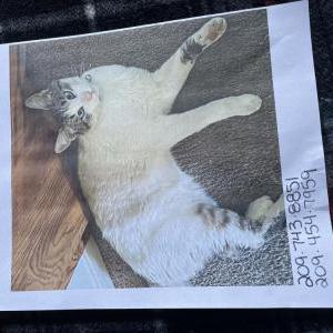 Image of Dr Doom, Lost Cat