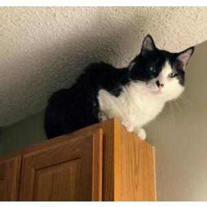 Image of JASPER, Lost Cat