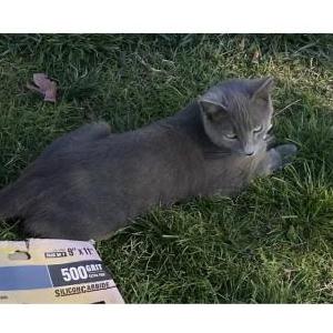 Lost Cat Megan/Princess