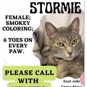 Lost Cat Stormie