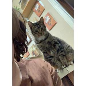 Image of Clifford, Lost Cat