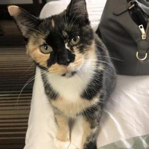 Lost Cat Chloe