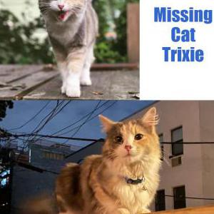Lost Cat Trixie