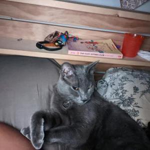 Image of Smoky, Lost Cat
