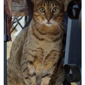 Lost Cat Tawbey