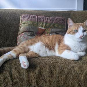Image of Kevin, Lost Cat