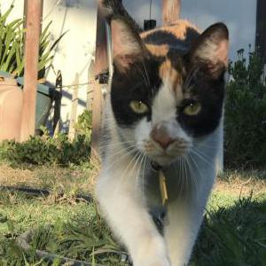 Lost Cat Calie