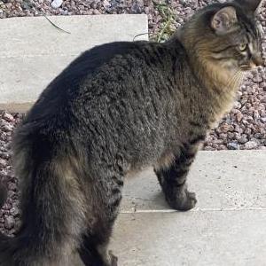 Lost Cat Arnie