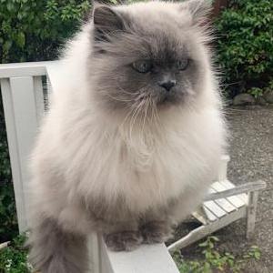Lost Cat Toby