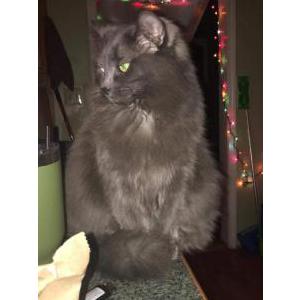 Lost Cat Nala