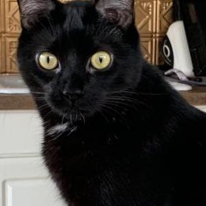 Lost Cat Huckleberry