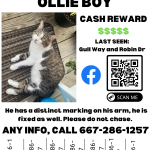 Lost Cat Ollie