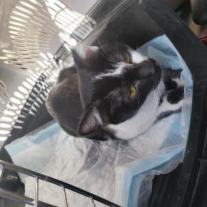 Found Cat Unknown