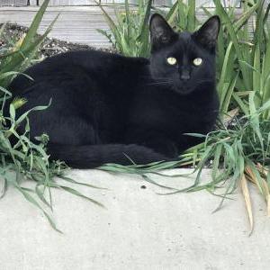 Lost Cat Toothless