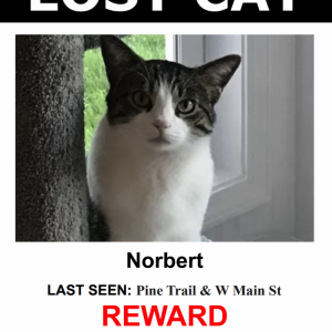 Lost Cat Norbert
