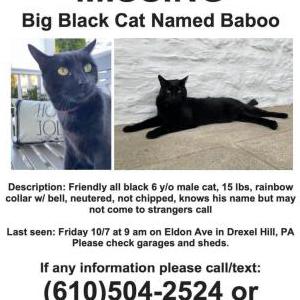 Lost Cat Baboo