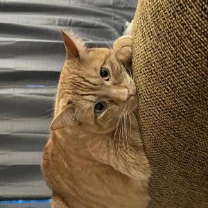 Image of Mango, Lost Cat