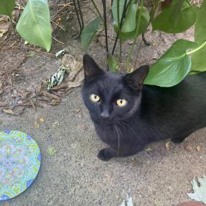 Lost Cat Skidd
