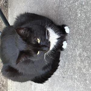 Lost Cat Marley