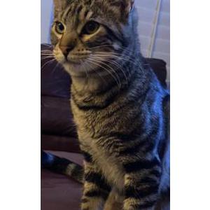 Lost Cat winston