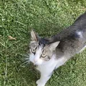 Lost Cat Godiva