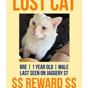 Lost Cat Bre