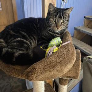 Lost Cats In QUEENSBURY, NY - Lost My Kitty Lost Cats In QUEENSBURY, NY - Lost My Kitty
