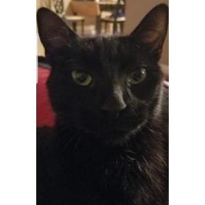 Lost Cat Onyx