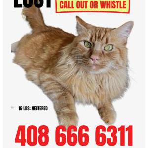 Lost Cat Leonardo