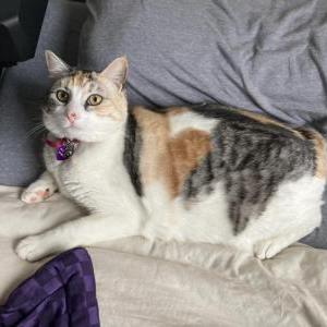 Lost Cat Deja