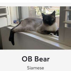 Lost Cat Ob Bear