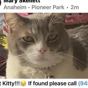 Lost Cat Kitty