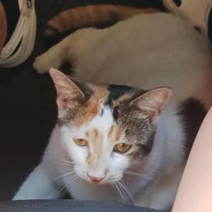 Image of Lola, Lost Cat