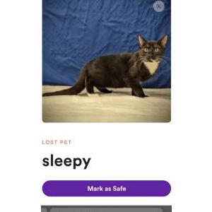 Lost Cat Sleepy