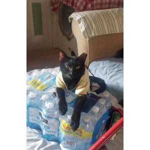 Lost Cat Sugar plumb