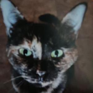 Lost Cat Ophie