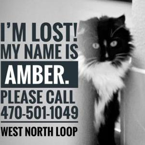 Lost Cat Amber