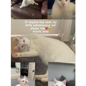 Lost Cat Coco