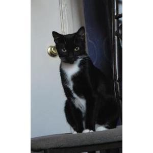 Lost Cat Selina