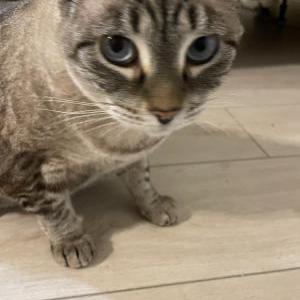 Lost Cat Honey