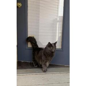 Lost Cat Ophelia