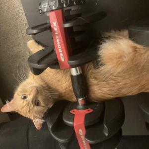 Lost Cat Tetra
